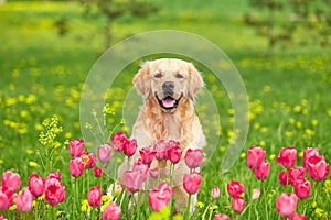 Golden Retriever and flowers