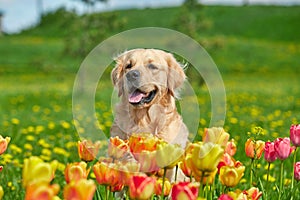 Golden Retriever and flowers