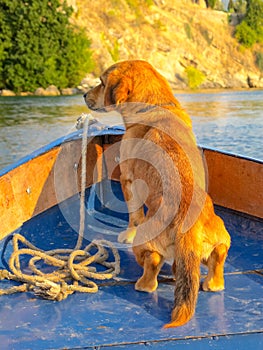 Golden Retriever in front of boat