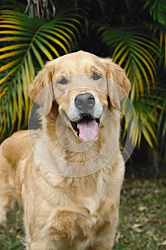 Golden retriever front part