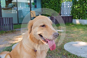 Golden Retriever in the Garden