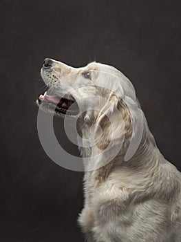 A golden retriever gazes upwards, its profile embodying alertness in a studio