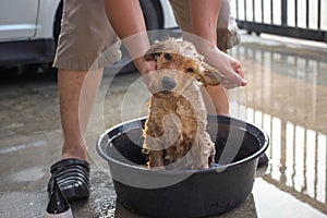 Golden retriever gets a bath