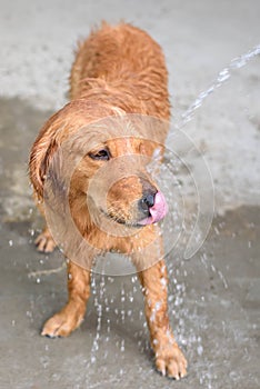 Golden retriever gets a bath