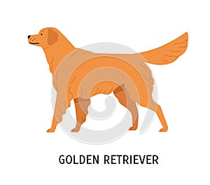 Golden Retriever. Gorgeous hunting dog or gundog isolated on white background. Cute lovely purebred domestic animal or