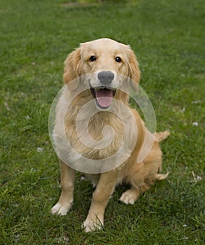 Golden Retriever photo