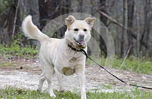 Golden Retriever Great Pyrenees Chow mix dog