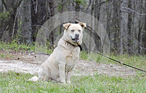 Golden Retriever Great Pyrenees Chow mix dog