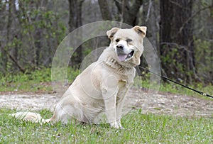 Golden Retriever Great Pyrenees Chow mix dog