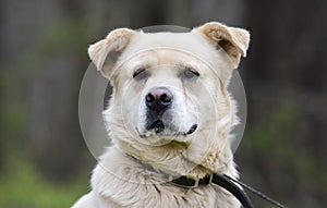 Golden Retriever Great Pyrenees Chow mix dog