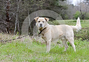 Golden Retriever Great Pyrenees Chow mix dog