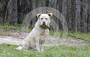 Golden Retriever Great Pyrenees Chow mix dog