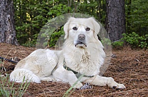 Golden Retriever Great Pyrenees mixed breed dog