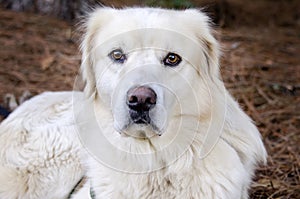 Golden Retriever Great Pyrenees mixed breed dog