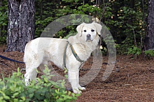 Golden Retriever Great Pyrenees mixed breed dog