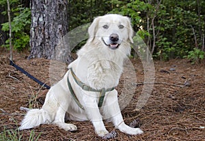 Golden Retriever Great Pyrenees mixed breed dog