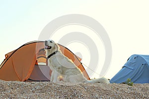 Golden Retriever guarding tent and gear for a hike.