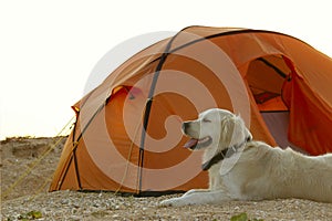Golden Retriever guarding tent and gear for a hike.