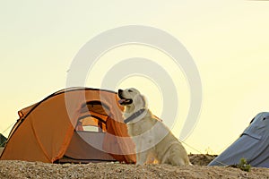 Golden Retriever guarding tent and gear for a hike.