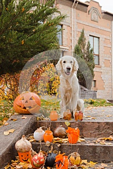 Golden Retriever and Halloween Pumpkin