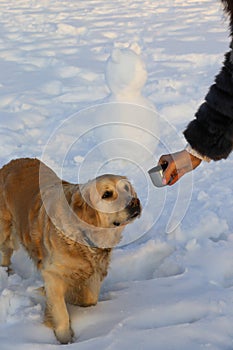 Golden retriever with hands holding a cup of tea on a background of snow on a frosty cold day