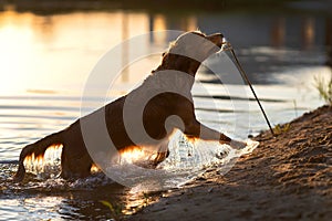 Golden retriever having fun on the beach