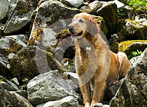 Golden Retriever on Hike