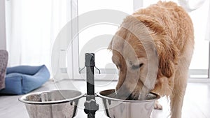 Golden Retriever At Home Drinks Water From Bowl