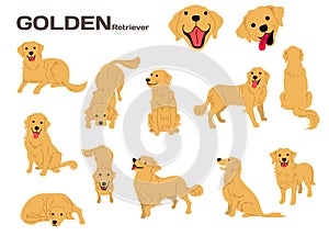 Golden retriever,dog in action,happy dog photo