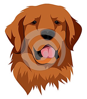 Golden Retriever illustration vector