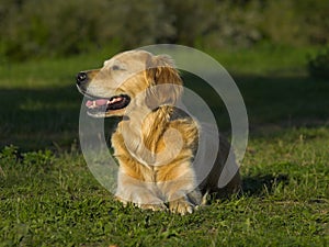 Golden Retriever Interested In Something photo