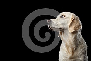 Golden retriever on isolated background
