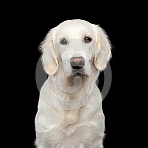 Golden retriever on isolated background