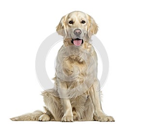 Golden Retriever isolated on white