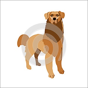 Golden retriever isolated on white background, vector illustration.