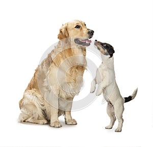 Golden retriever and jack russell playing