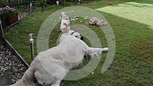 A golden retriever and a jack russell terrier play fight over a toy