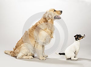 Golden retriever and jack russell terrier puppy