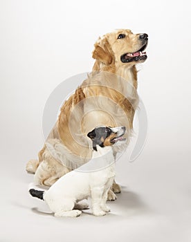 Golden retriever and jack russell terrier puppy