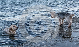 Golden retriever and jokeshare terrier in the sea, dog waiting near the sea for another dog, love by dogs
