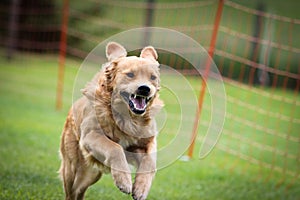 A Golden Retriever jump into the final on a dog race, dog school