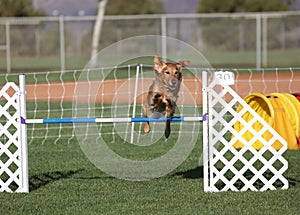 Golden Retriever jumping in agility