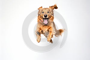 golden retriever jumping in the air on a white background