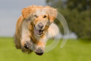 Golden Retriever jumping over a green meadow