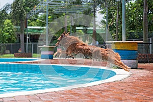 Golden Retriever jumping into the pool