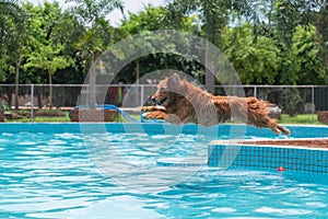 Golden Retriever jumping into the pool