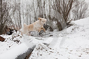 Golden Retriever jumping in snow