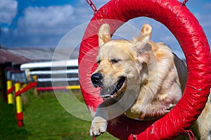 Golden Retriever Jumping