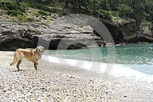 Golden retriever jumping in the water