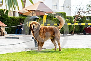 A golden retriever (labrador) on green grass and tied